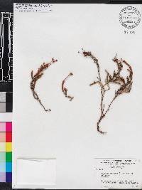 Cassiope tetragona image