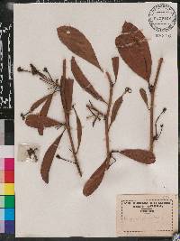 Triphyophyllum peltatum image