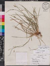 Carex digitalis var. floridana image
