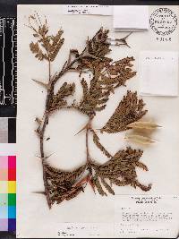 Acacia cornigera image