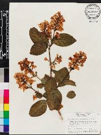 Pseuderanthemum carruthersii image