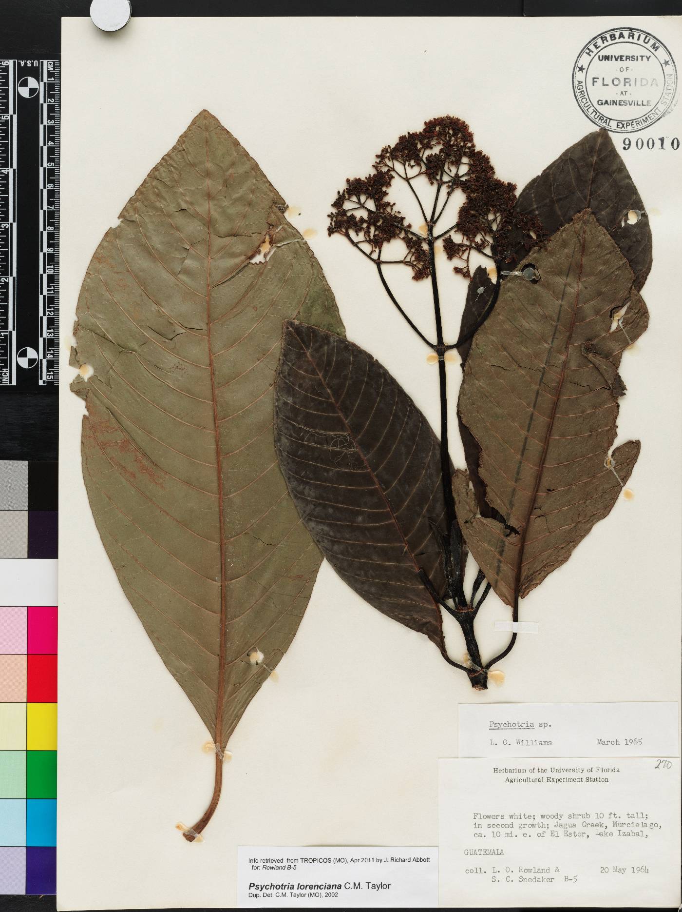 Psychotria lorenciana image