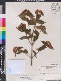 Viburnum rafinesqueanum image