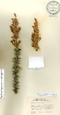 Fouquieria splendens image