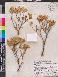 Jacquinia keyensis image
