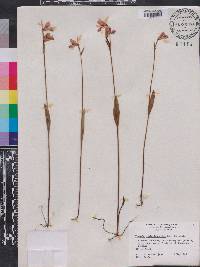 Pogonia ophioglossoides image