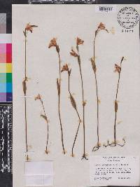 Pogonia ophioglossoides image