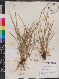 Carex digitalis var. floridana image