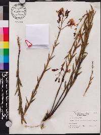 Rhexia alifanus image
