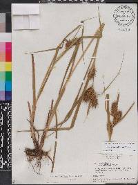 Carex lupuliformis image