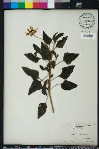 Helianthus debilis image