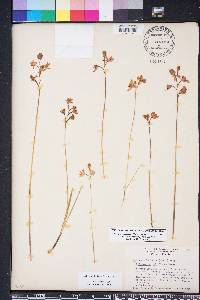 Calopogon barbatus image