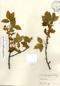 Staphylea trifolia image