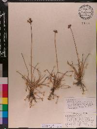 Fimbristylis cymosa image