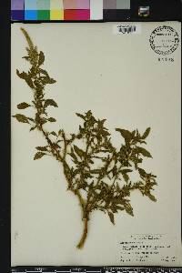 Amaranthus spinosus image