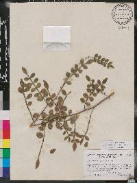 Zanthoxylum fagara image