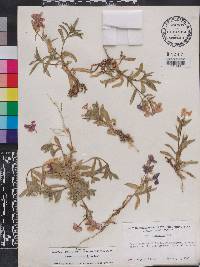 Phlox drummondii image