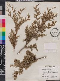 Chamaecyparis thyoides image