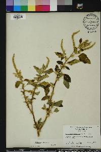 Amaranthus spinosus image