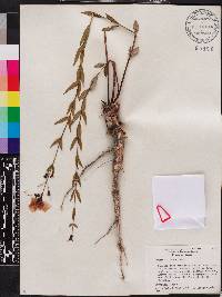 Rhexia alifanus image