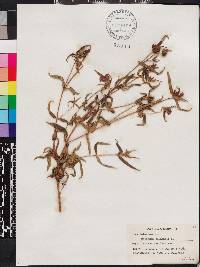 Osbeckia chinensis image