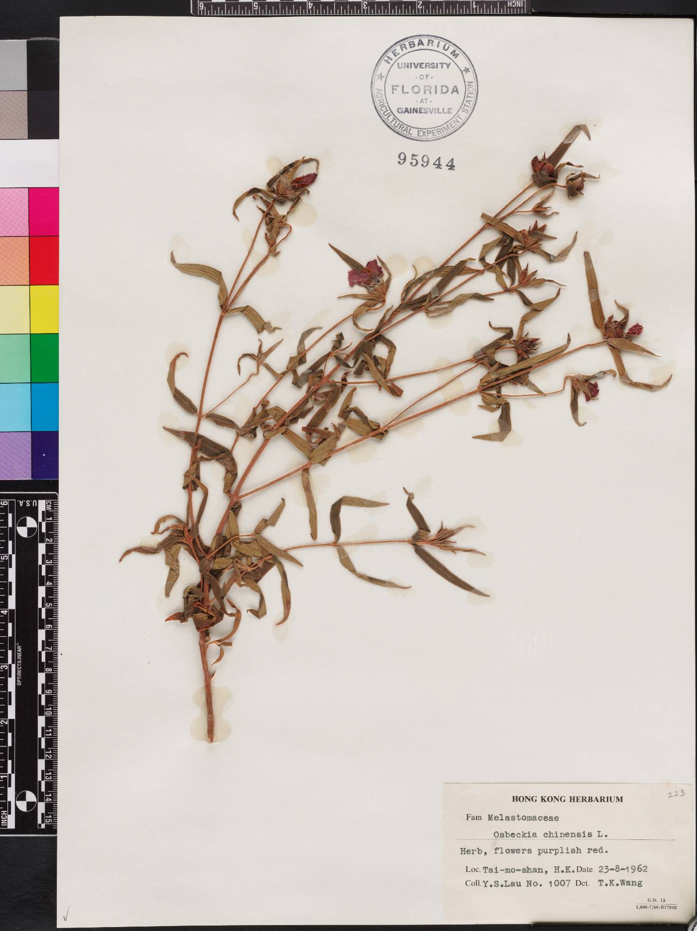 Osbeckia chinensis image