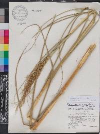 Phragmites karka image