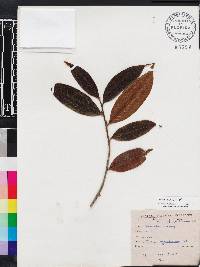 Image of Eurya cerasifolia