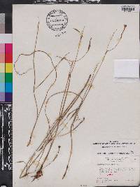 Nemastylis floridana image