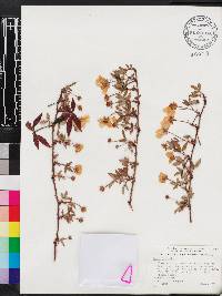 Rubus trivialis image