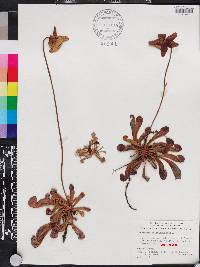 Sarracenia psittacina image