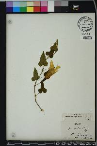 Ipomoea pandurata image