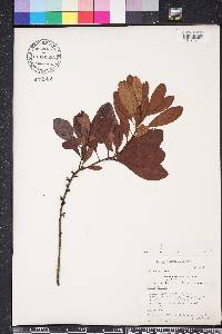 Myrica heterophylla image