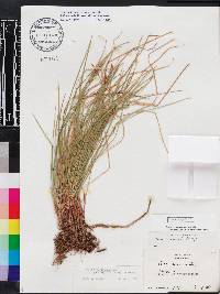 Carex pensylvanica var. pensylvanica image