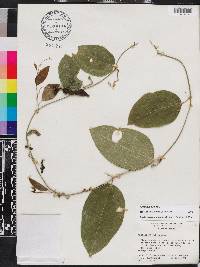 Passiflora suberosa image