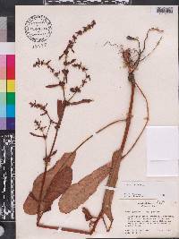 Rumex pulcher image