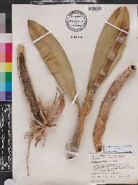 Schomburgkia tibicinis image