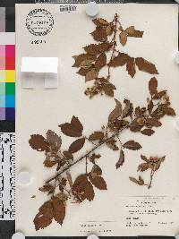 Rubus argutus image