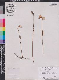 Pogonia ophioglossoides image