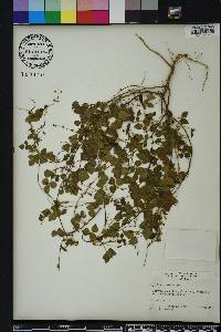 Rhynchosia minima image