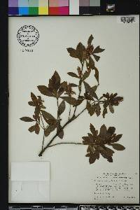 Cliftonia monophylla image