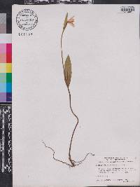 Pogonia ophioglossoides image