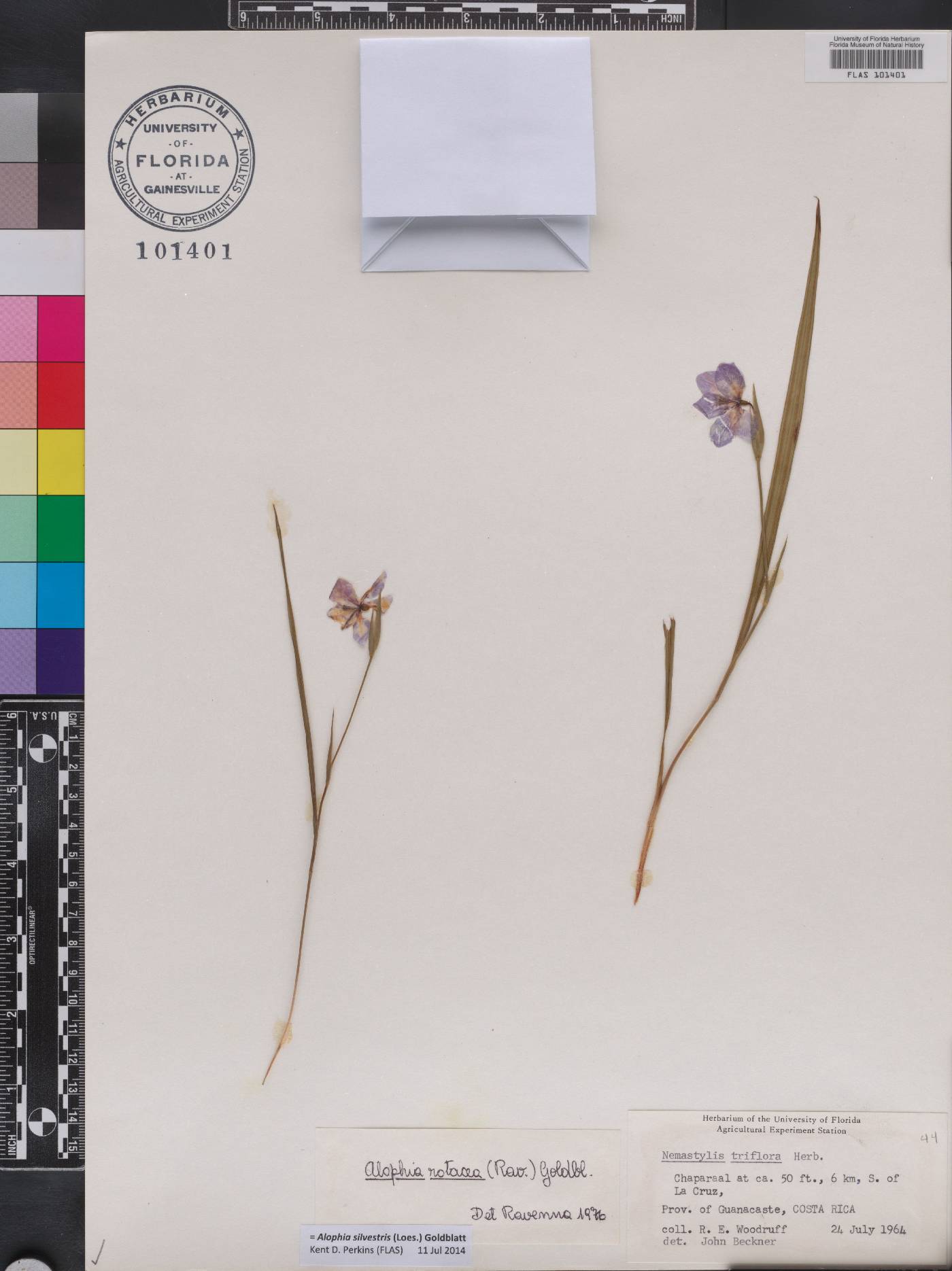 Alophia silvestris image