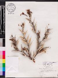 Acacia sphaerocephala image