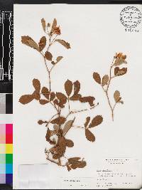 Rubus argutus image