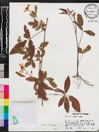 Rubus trivialis image