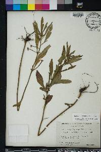 Ludwigia leptocarpa image