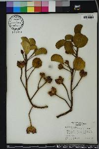 Ipomoea pes-caprae image