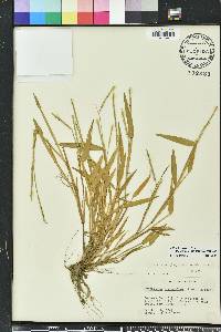 Urochloa platyphylla image