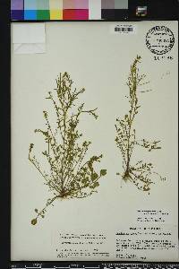 Cardamine parviflora image